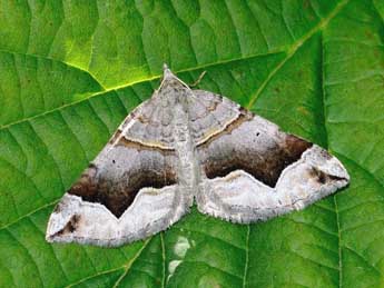 Scotopteryx moeniata Scop. adulte - ©Jean-Franois Maradan