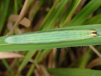  Chenille de Heteropterus morpheus Pall. - Wolfgang Wagner, www.pyrgus.de