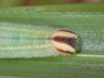  Chenille de Heteropterus morpheus Pall. - ©Wolfgang Wagner, www.pyrgus.de