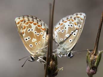 Aricia morronensis Ribbe adulte - Emmanuel Ruiz