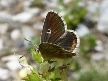 Aricia morronensis Ribbe adulte - Jude Lock