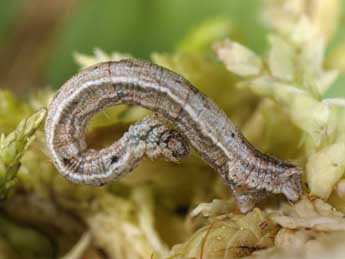  Chenille de Idaea muricata Hfn. - ©Wolfgang Wagner, www.pyrgus.de