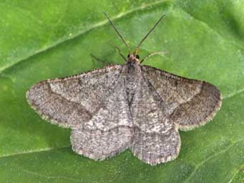 Isturgia murinaria D. & S. adulte - Philippe Mothiron