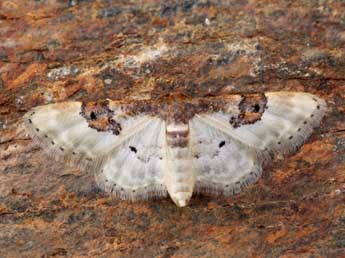 Idaea mustelata Gump. adulte - ©Lionel Taurand