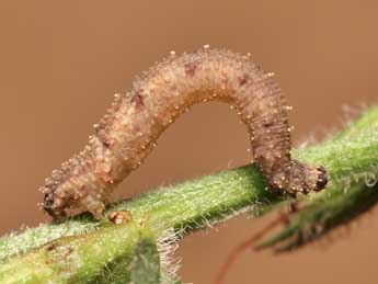  Chenille de Idaea mustelata Gump. - Lionel Taurand