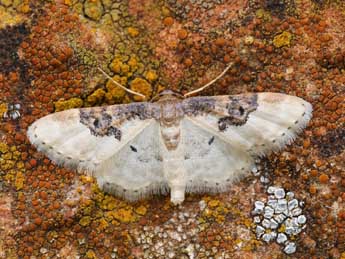 Idaea mustelata Gump. adulte - Lionel Taurand