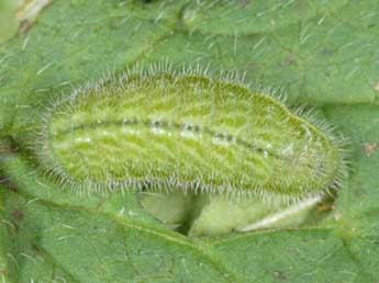  Chenille de Aricia nicias Meig. - ©Wolfgang Wagner, www.pyrgus.de