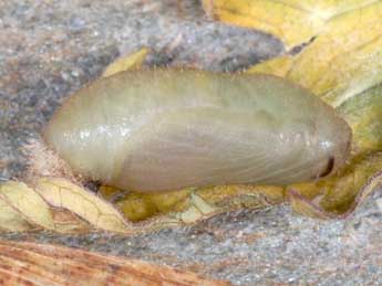  Chrysalide de Aricia nicias Meig. - ©Wolfgang Wagner, www.pyrgus.de