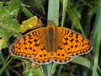 Fabriciana niobe L. adulte - ©Wolfgang Wagner, www.pyrgus.de