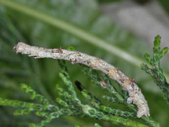  Chenille de Menophra nycthemeraria Gey. - ©Philippe Mothiron