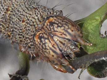  Chenille de Catocala nymphagoga Esp. - Philippe Mothiron