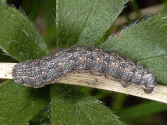  Chenille de Gnophos obfuscata D. & S. - ©Wolfgang Wagner, www.pyrgus.de