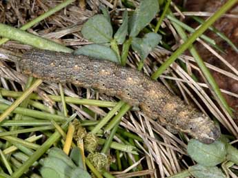  Chenille de Gnophos obfuscata D. & S. - Wolfgang Wagner, www.pyrgus.de