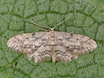 Idaea obliquaria Trti adulte - Philippe Mothiron