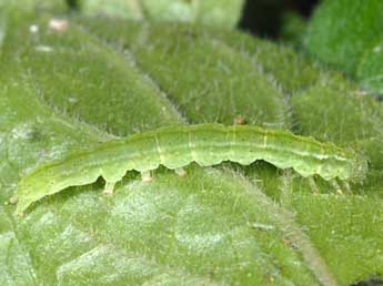  Chenille de Hypena obsitalis Hb. - Wolfgang Wagner, www.pyrgus.de