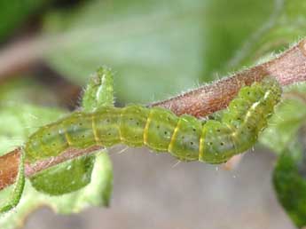  Chenille de Hypena obsitalis Hb. - Wolfgang Wagner, www.pyrgus.de