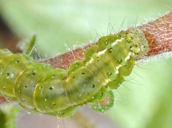  Chenille de Hypena obsitalis Hb. - Wolfgang Wagner, www.pyrgus.de