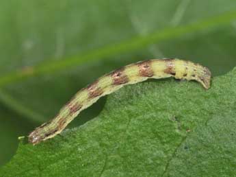  Chenille de Nycterosea obstipata F. - Philippe Mothiron