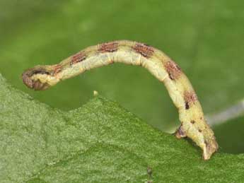  Chenille de Nycterosea obstipata F. - ©Philippe Mothiron