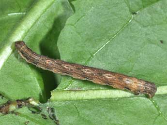  Chenille de Nycterosea obstipata F. - ©Philippe Mothiron