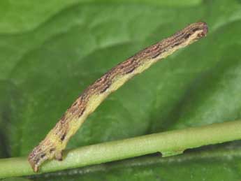  Chenille de Nycterosea obstipata F. - ©Philippe Mothiron