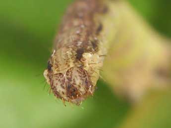  Chenille de Nycterosea obstipata F. - ©Philippe Mothiron