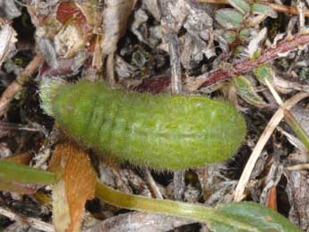  Chenille de Agriades orbitulus Prun. - Wolfgang Wagner, www.pyrgus.de