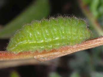  Chenille de Agriades orbitulus Prun. - Wolfgang Wagner, www.pyrgus.de