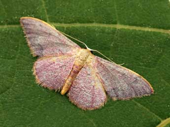 Idaea ostrinaria Hb. adulte - ©Daniel Morel