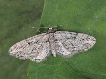 Eupithecia oxycedrata Rbr adulte - ©Philippe Mothiron