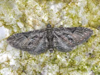 Eupithecia oxycedrata Rbr adulte - Philippe Mothiron