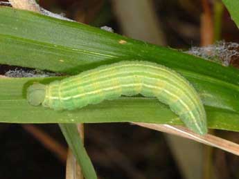  Chenille de Carterocephalus palaemon Pall. - Wolfgang Wagner, www.pyrgus.de