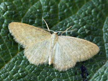 Idaea pallidata D. & S. adulte - ©Daniel Morel & Lionel Taurand