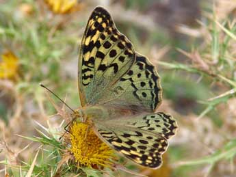 Argynnis pandora D. & S. adulte - Patrick Gros