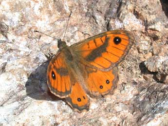 Lasiommata paramegaera Hb. adulte - Philippe Mothiron