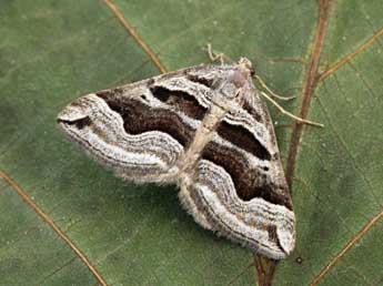 Scotopteryx peribolata Hb. adulte - ©Daniel Morel