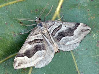 Scotopteryx peribolata Hb. adulte - ©Daniel Morel