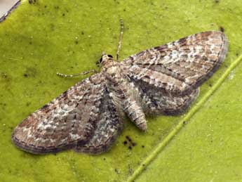 Eupithecia pernotata Gn. adulte - ©Daniel Morel