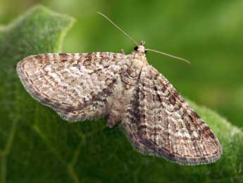 Eupithecia pernotata Gn. adulte - ©Daniel Morel