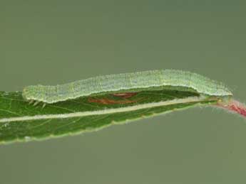  Chenille de Eupithecia pernotata Gn. - ©Jean-Claude Petit