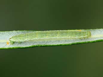  Chenille de Eupithecia pernotata Gn. - ©Jean-Claude Petit