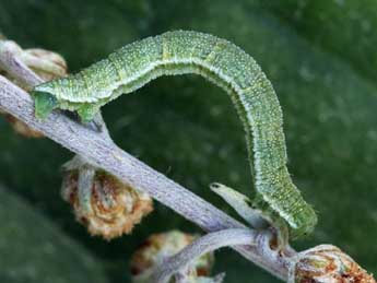  Chenille de Eupithecia pernotata Gn. - ©Daniel Morel & Philippe Bachelard