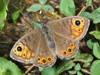 Lasiommata petropolitana F. adulte - ©Philippe Mothiron