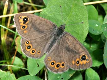 Lasiommata petropolitana F. adulte - ©Philippe Mothiron