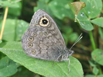 Lasiommata petropolitana F. adulte - Philippe Mothiron