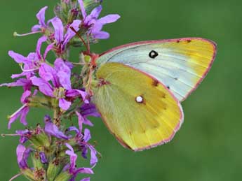 Colias phicomone Esp. adulte - ©Lionel Taurand