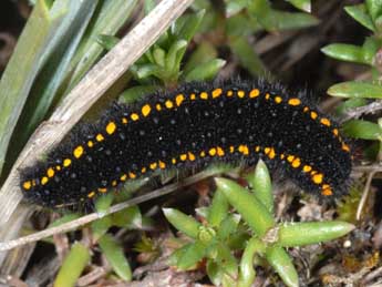  Chenille de Parnassius phoebus F. - ©Wolfgang Wagner, www.pyrgus.de