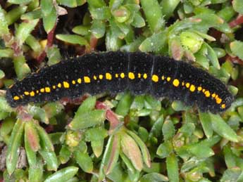  Chenille de Parnassius phoebus F. - Wolfgang Wagner, www.pyrgus.de