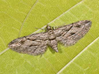 Eupithecia phoeniceata Rbr adulte - ©Philippe Mothiron