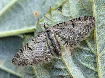 Eupithecia distinctaria H.-S. adulte - ©Daniel Morel